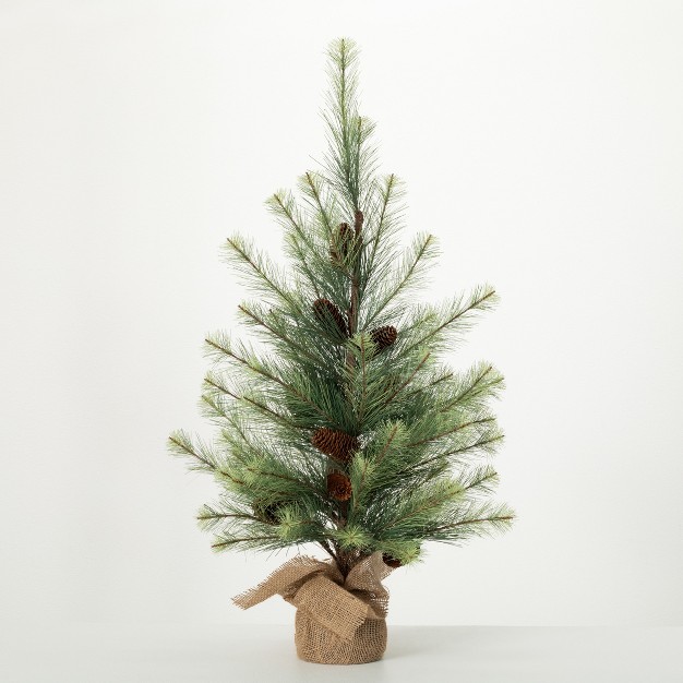 3' Sullivans Black Hills Pine Tree， Green