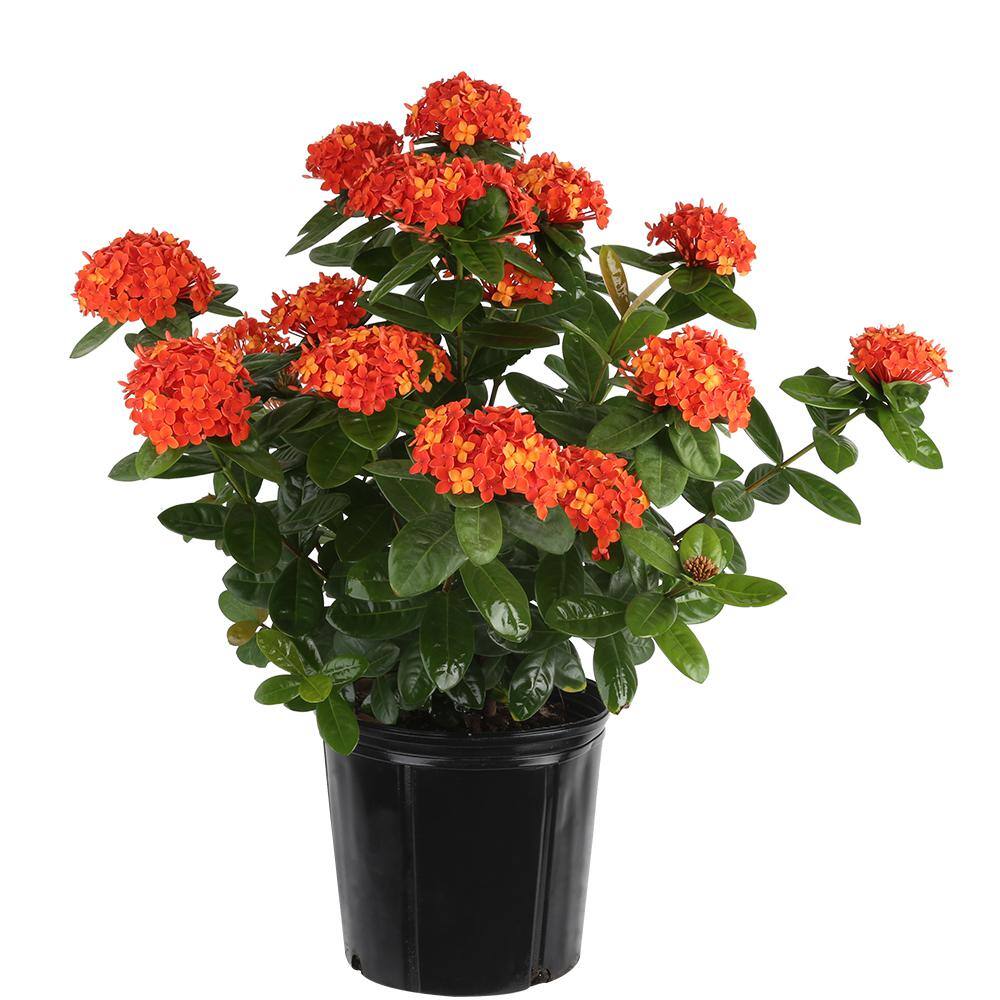 Costa Farms 1.70 Gal. Ixora Taiwanese Shrub Red 1.70GIXORTAIRED