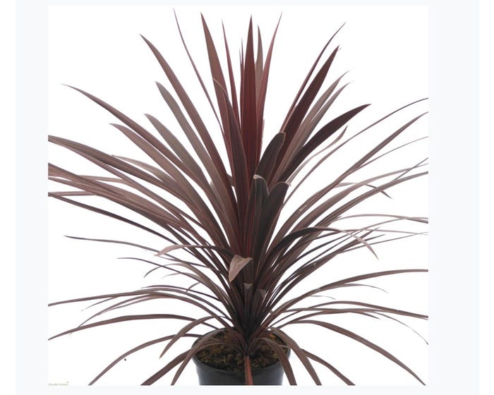 Capstone Plants Cordyline 7 Inch Decorative Pot