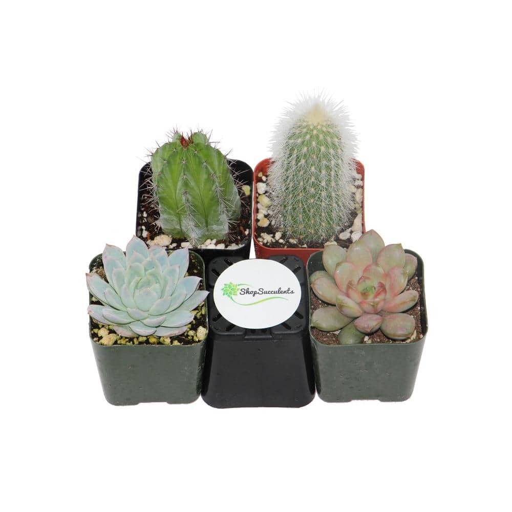 Shop Succulents 2 in. Cactus and Succulent (Collection of 4) CS4