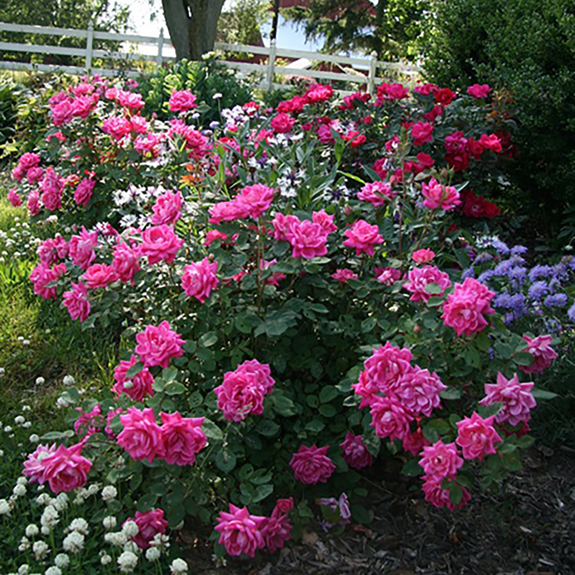 The Pink Double Knock Out® Rose Live Plant with Bright Pink Blooms (1 Gallon)