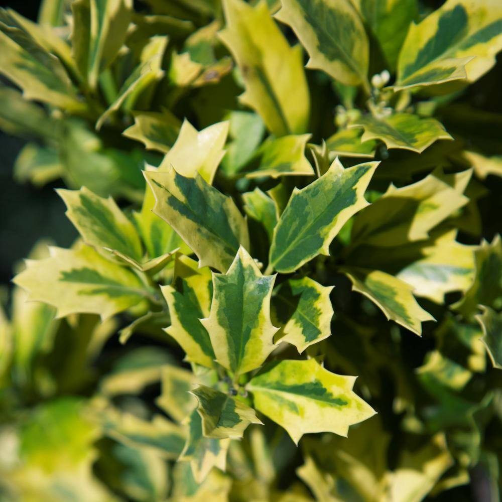 SOUTHERN LIVING 3 Gal. Golden Oakland Holly Tree with Pyramidal Yellow and Green Variegated Foliage 30203