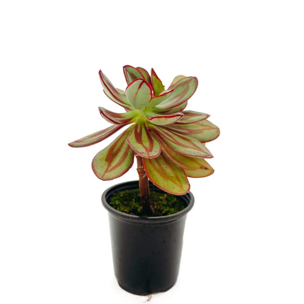 3.5 in. Assorted Succulent Plants Growers Choice (4-Pack) 30946