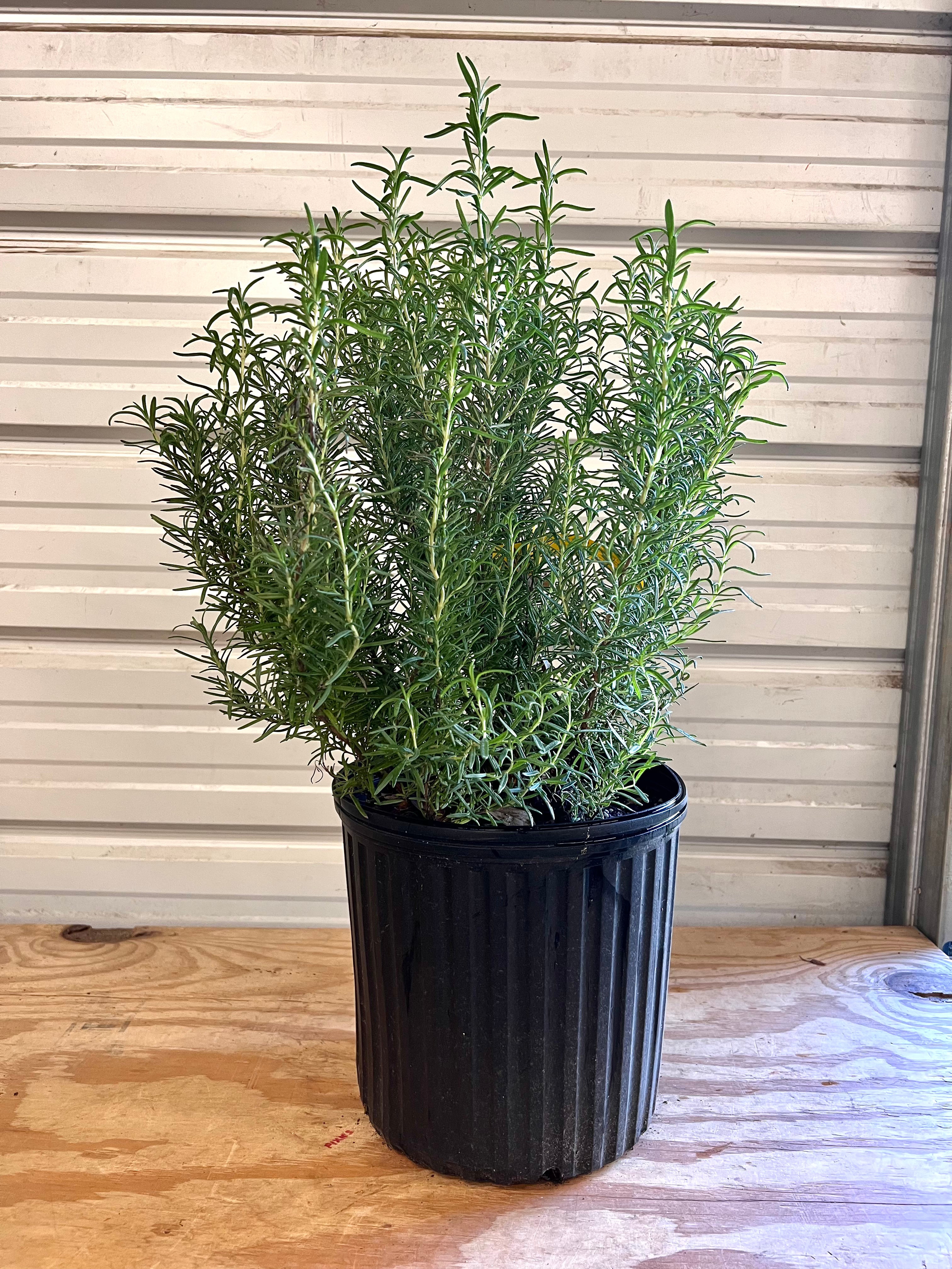 Tuscan Blue Rosemary-Live Christmas Tree