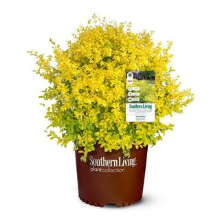SOUTHERN LIVING 2 Gal. Sunshine Ligustrum Privet Shrub with Golden-Yellow Foliage 14434