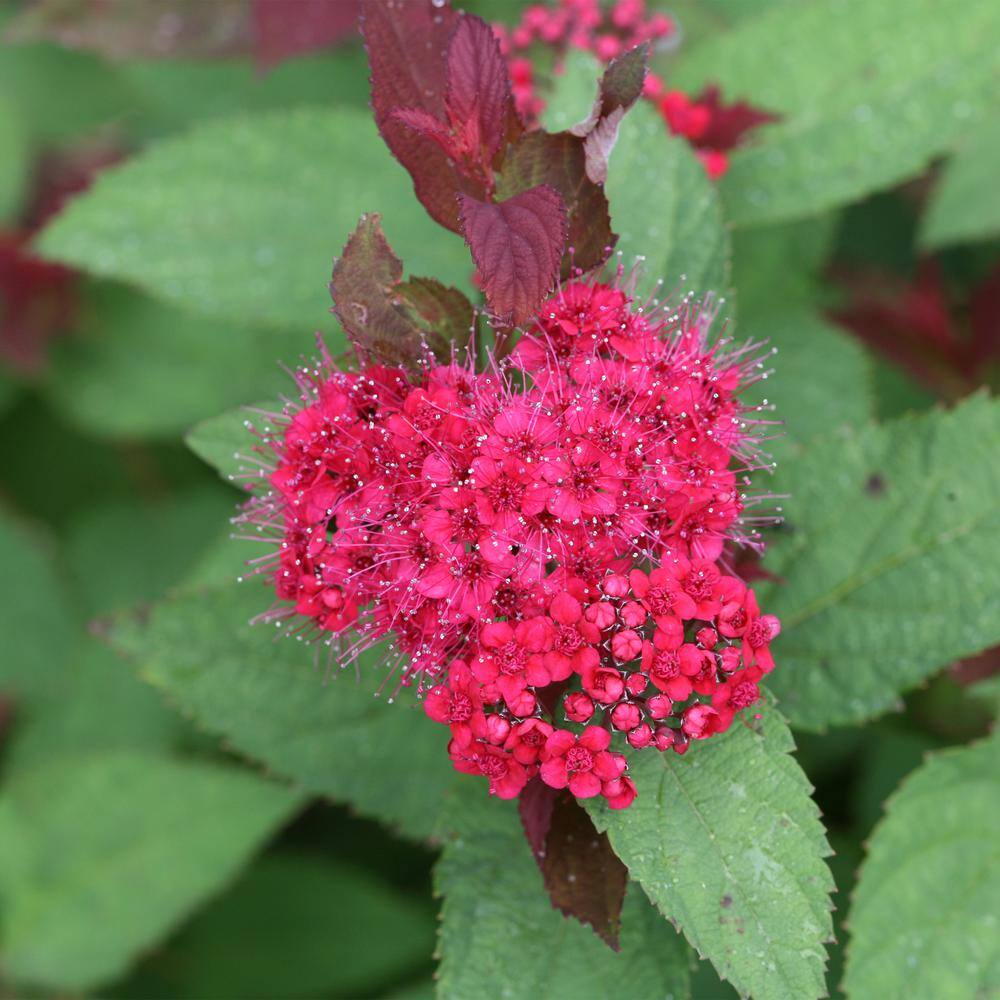 PROVEN WINNERS 2 Gal. Double Play Doozie (Spirea) Live Shrub with Pink Flowers 14737