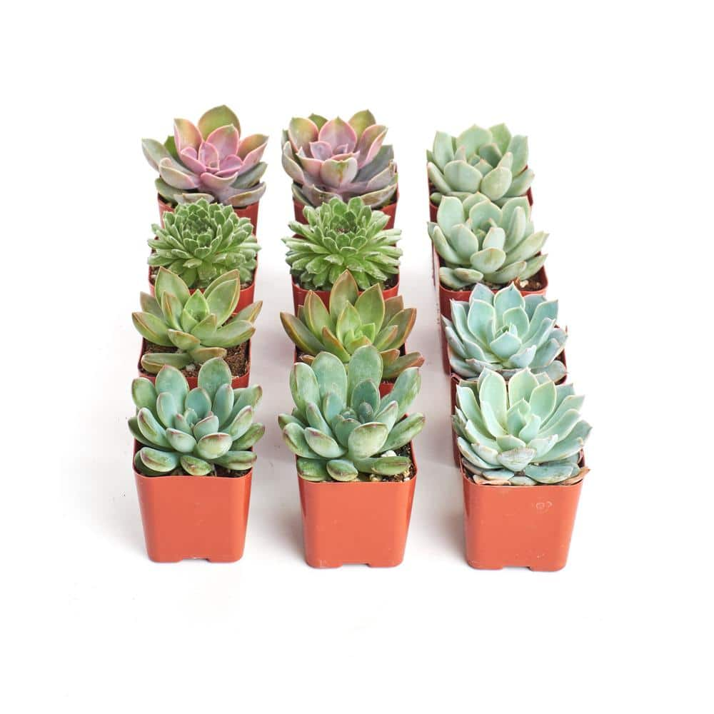 Shop Succulents 2 in. Rosette Succulent (Collection of 12) R12