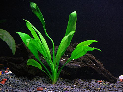 3 Amazon Sword Aquarium Plant Live | Echinodorus Bleheri