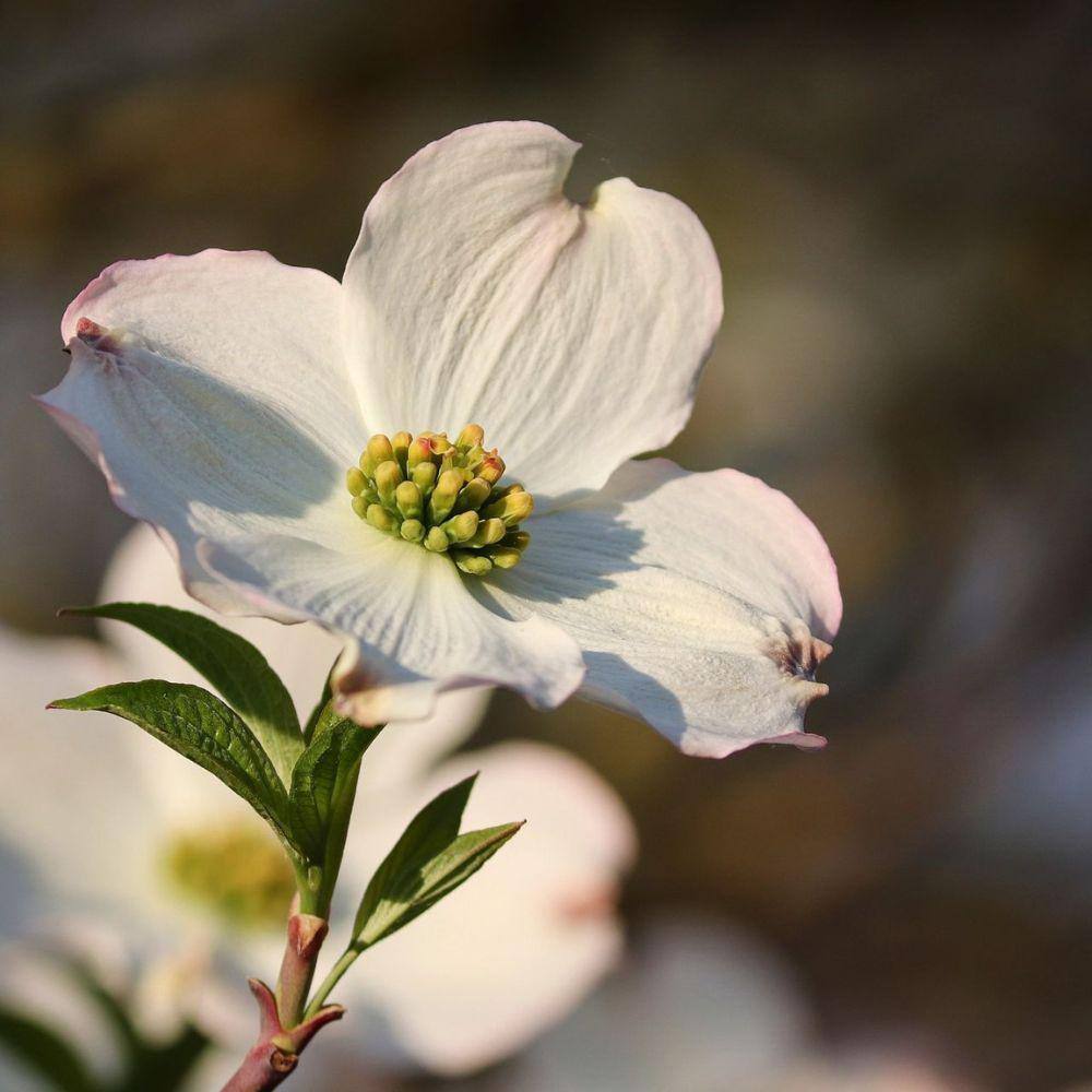 7 Gal. Appalachian Joy Dogwood Flowering Deciduous Tree with White Flowers DOGJOY07G
