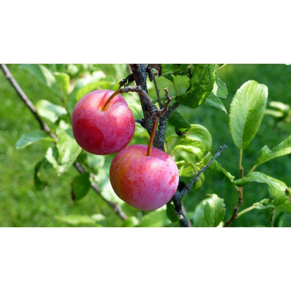 Online Orchards 3 ft. Bubblegum 'Toka' Plum Tree FTPL006