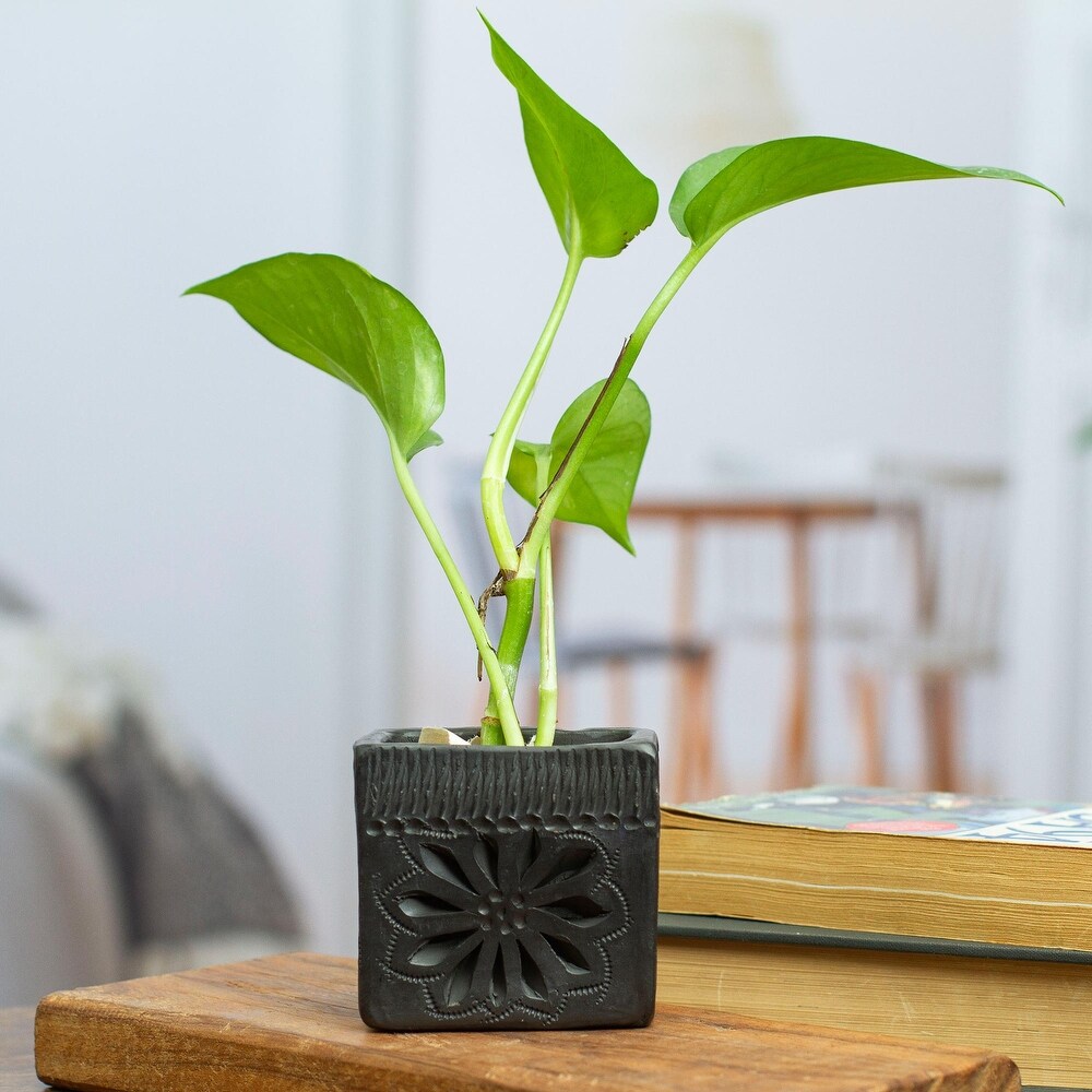 Novica Handmade Square   Flower Barro Negro Mini Flower Pot