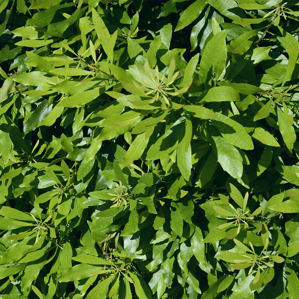 Wax Myrtle Tree