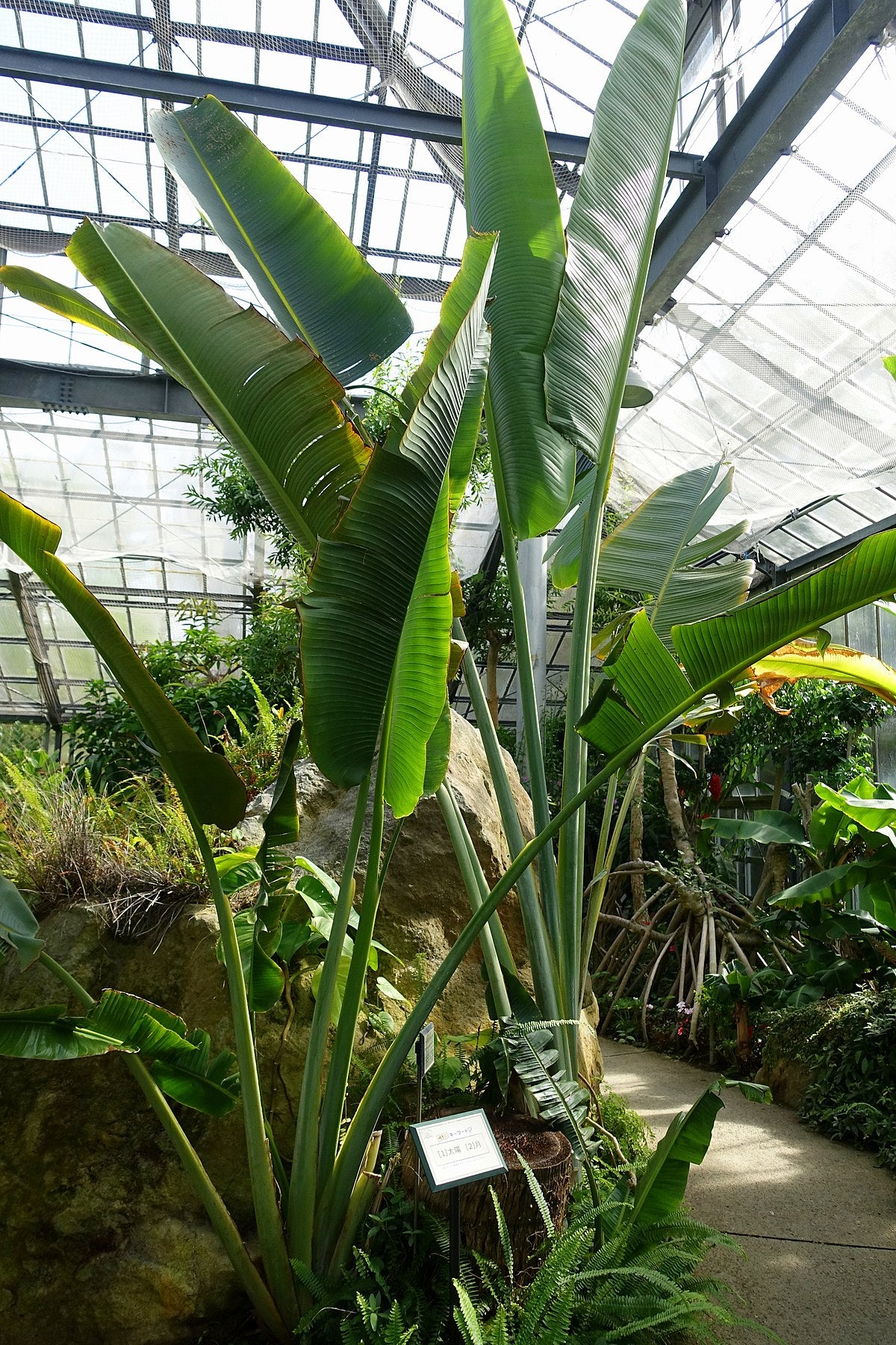 Traveler's Palm - Live Plant in a 3 Gallon Growers Pot - Ravenala Madagascariensis - Extremely Rare Ornamental Palms of Florida