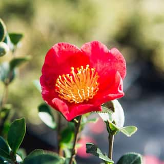 Perfect Plants 3 Gal. Yuletide Camellia Flowering Shrub - Beautiful Red Blooms (2-Pack) THD00438