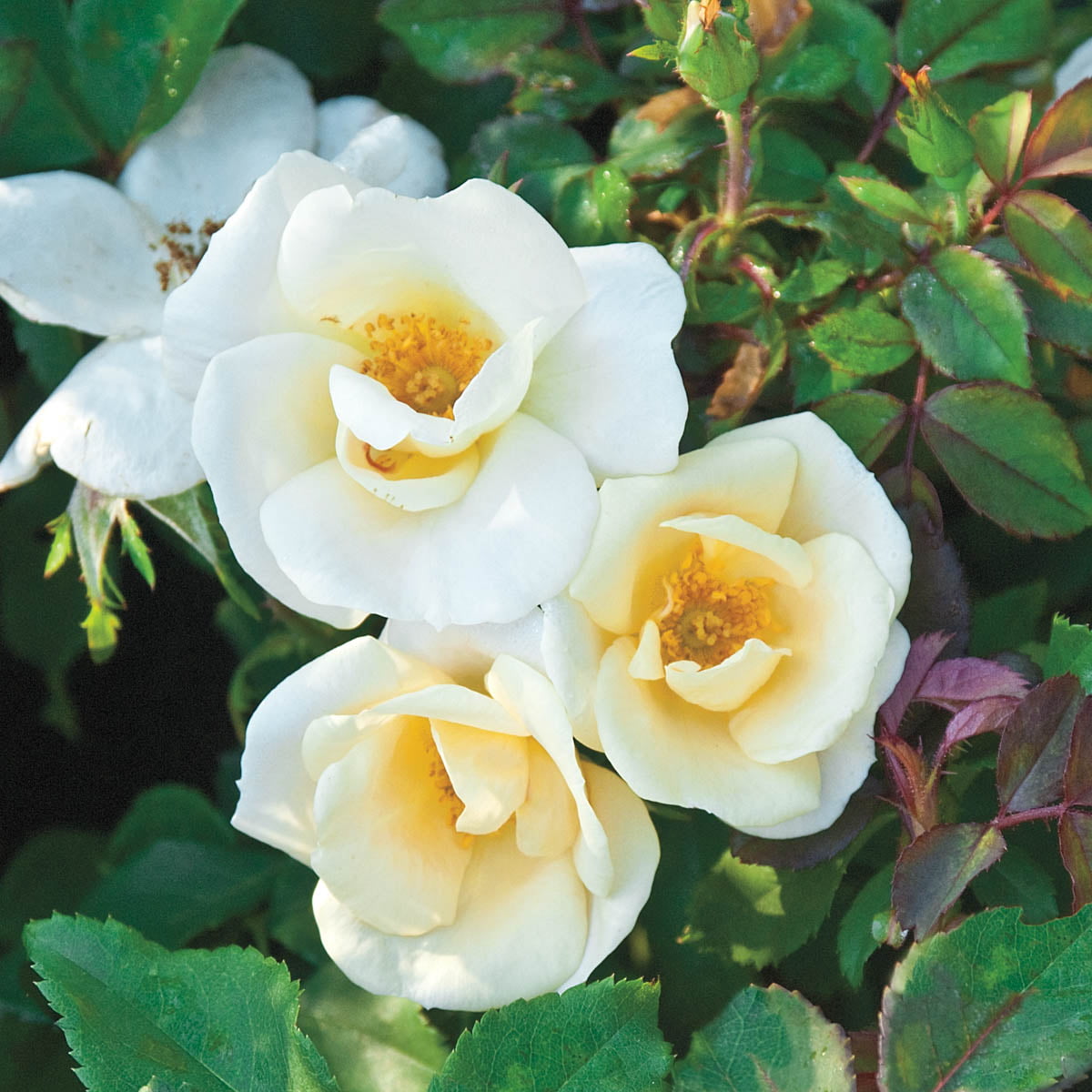 White Knock Out Dormant Bare Root Shrub Rose， Includes one dormant plant per order