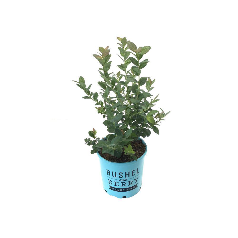 BUSHEL AND BERRY 1 Gal. Bushel and Berry Pink Icing Blueberry Live Plant 20322