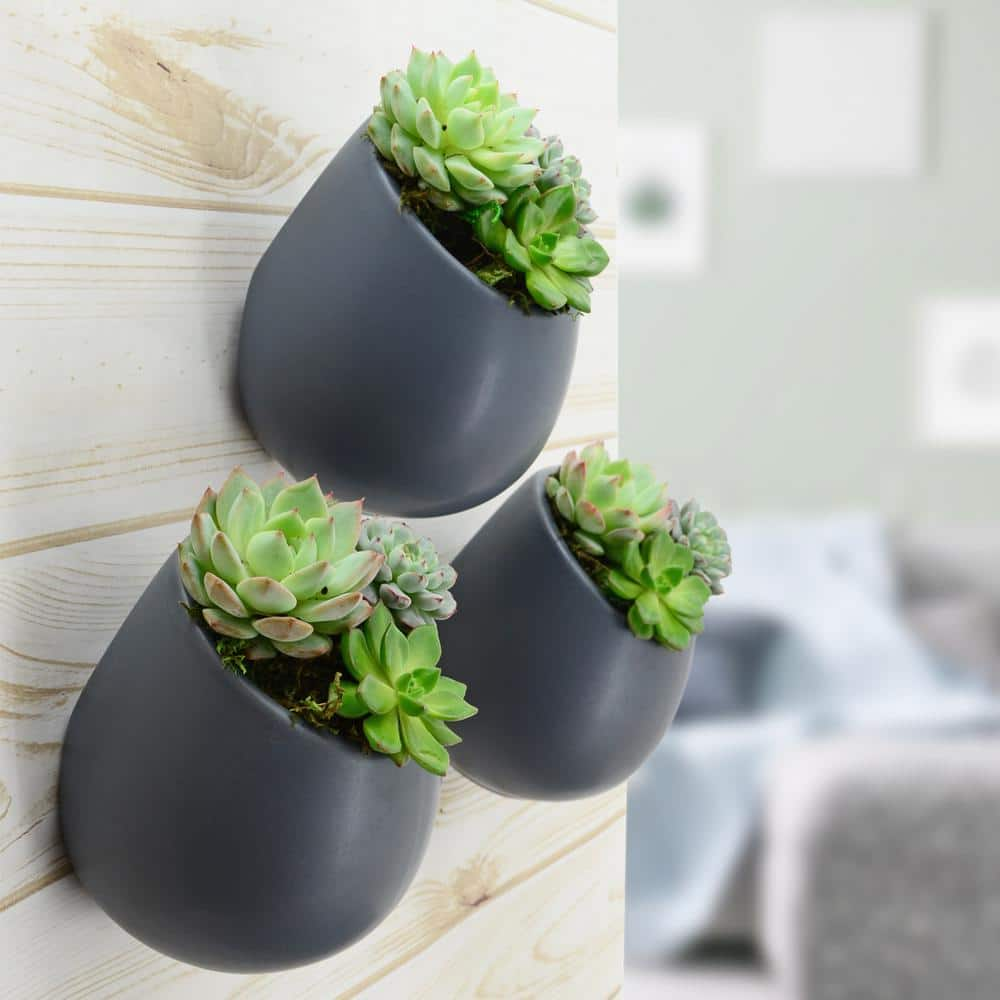 Arcadia Garden Products Round 5 1/2 in. x 6 in. Dark Grey Ceramic Wall Planter WP07DG