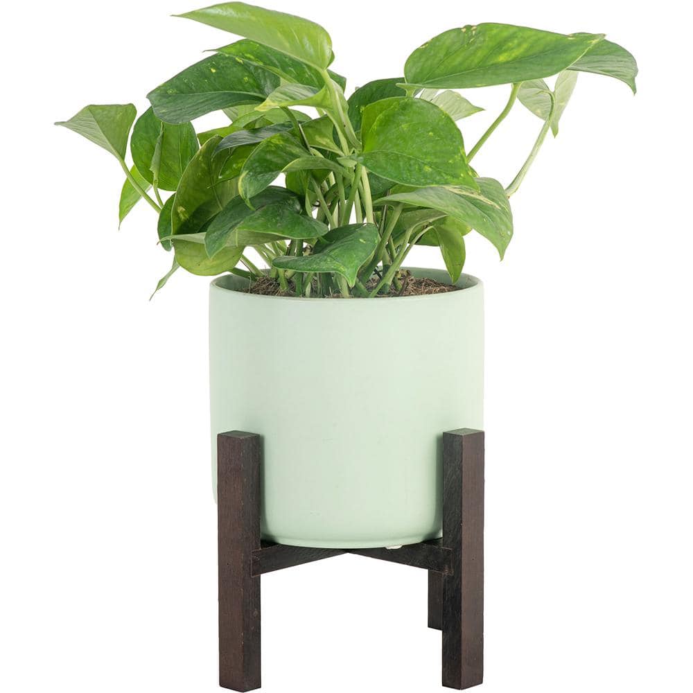 Costa Farms Pothos Indoor Plant in 6 in. Mid Century Planter and Stand Avg. Shipping Height 1-2 ft. Tall CO.PO60.3.MIDWHTSTD