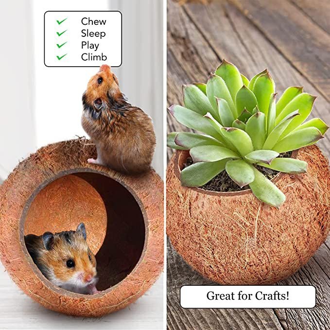 SunGrow Bedding and Sand Bath Container Cozy Hideout Coconut Hut Small-Pet Litter Box