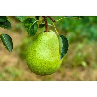 Online Orchards 3 ft. D'Anjou Pear Tree with Light Citrusy Flavor Perfect for Cooking FTPR205