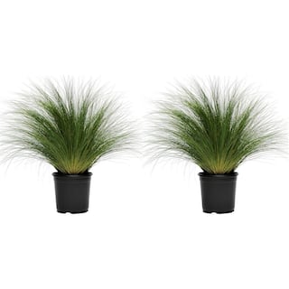 Perennial Grass Stipa Pony Tails 2.5 qt. (2-Pack) 1467