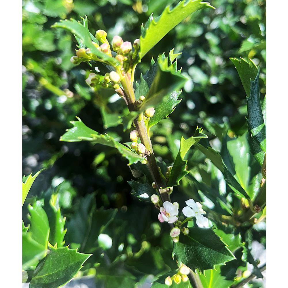 2.25 Gal. Holly 'Blue Prince' Ilex x Meserveae Evergreen Shrub With Dark Green Foliage (1 each) O474003