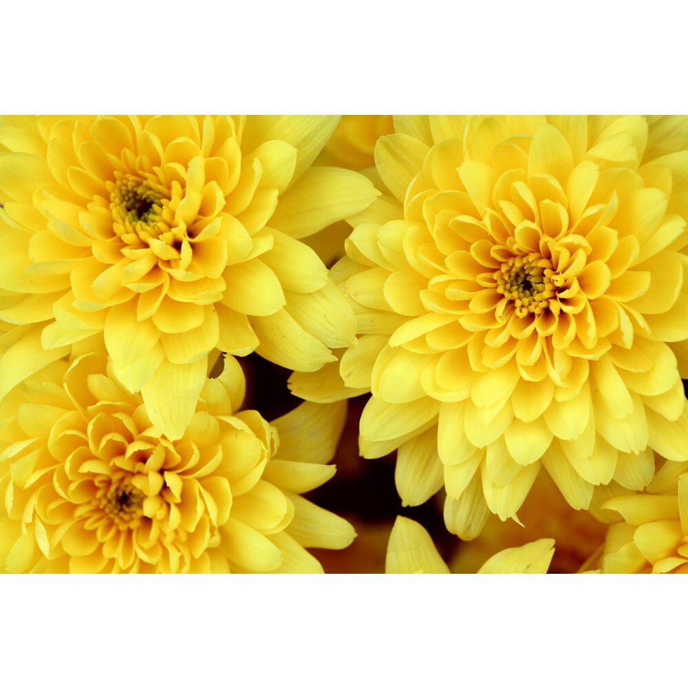 BELL NURSERY 3 Qt. Yellow Chrysanthemum Annual Live Plant with Yellow Flowers in 8 in. Grower Pot (2-Pack) CHMUM8YEL2PK