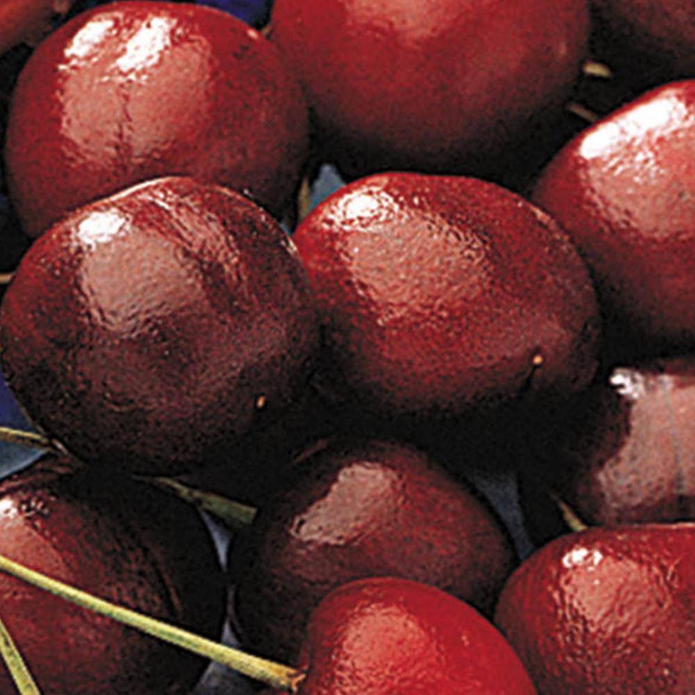 Gurney's North Star Cherry Tree Potted Starter Fruit Tree (1-Pack) 96300