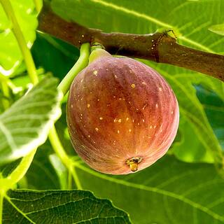 5 Gal. Texas Everbearing Fig Tree FIGEVE05G