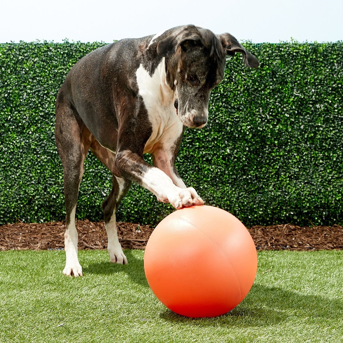 The Virtually Indestructible Ball Dog Toy， Color Varies