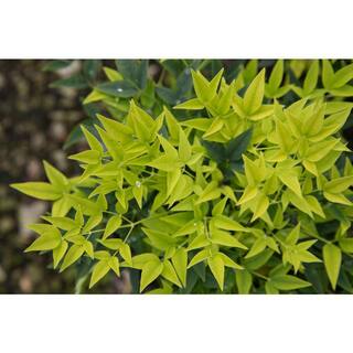 SOUTHERN LIVING 2 Gal. Lemon Lime Nandina Shrub with Lime Green Foliage 14409