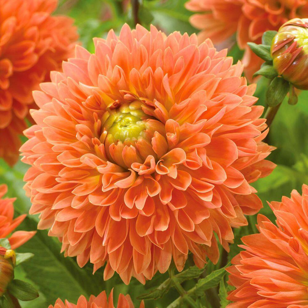 VAN ZYVERDEN Dahlias Orange Impact (Set  of 5 Bulbs) 84506