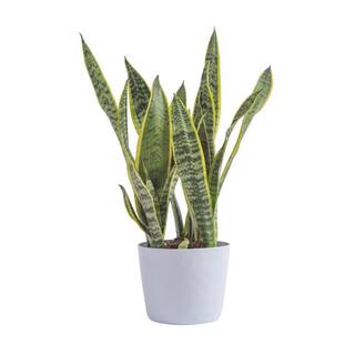 Vigoro 6 in. Sansevieria Snake Plant in White Decor Pot 1.40QSANSASRTVIG