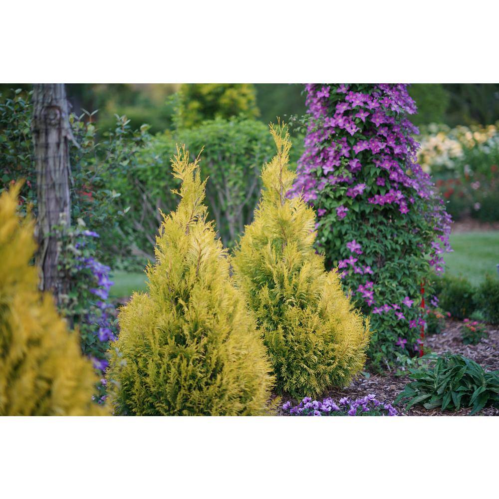 PROVEN WINNERS 1 Gal. Fluffy Western Arborvitae (Thuja) Live Evergreen Shrub THJPRC1066101