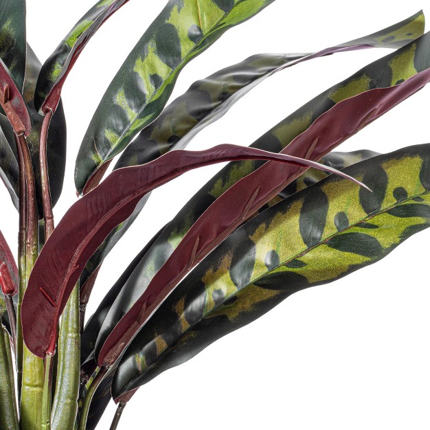 Rattlesnake Calathea Lancifolia In White Ceramic Pot.