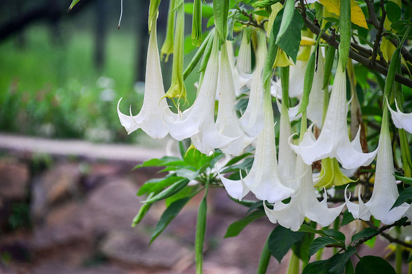 Tropical Seeds -Snow White Angels Trumpet - 10 Rare Seeds- -Container Plant or Outdoor Standard- Brugmansia suaveolens