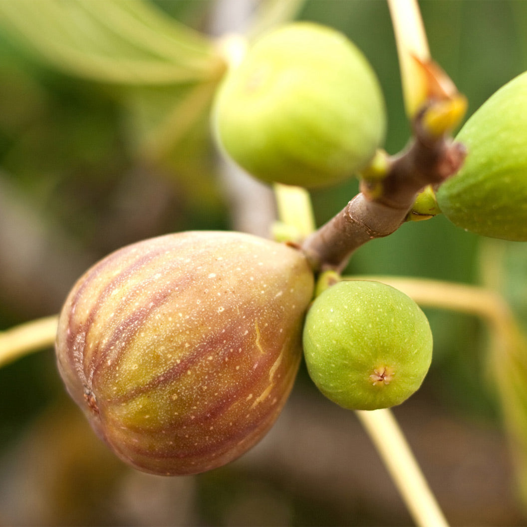 Brown Turkey Fig