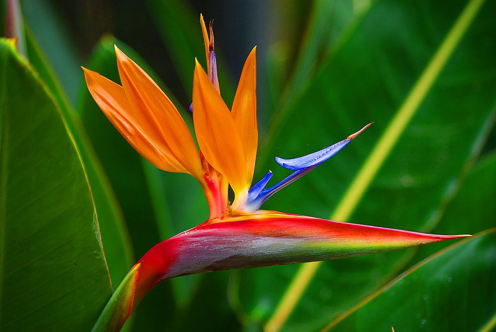 Live Orange Strelitzia Reginae Bird of Paradise Plant 6