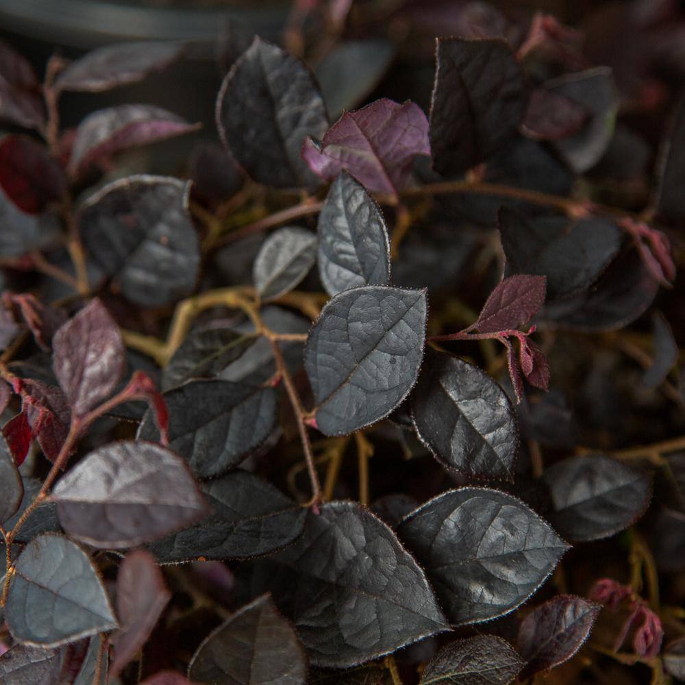 SOUTHERN LIVING 1.5 Gal. Purple Pixie Dwarf Weeping Loropetalum Groundcover Evergreen Shrub with Purple Foliage Pink Blooms 42052