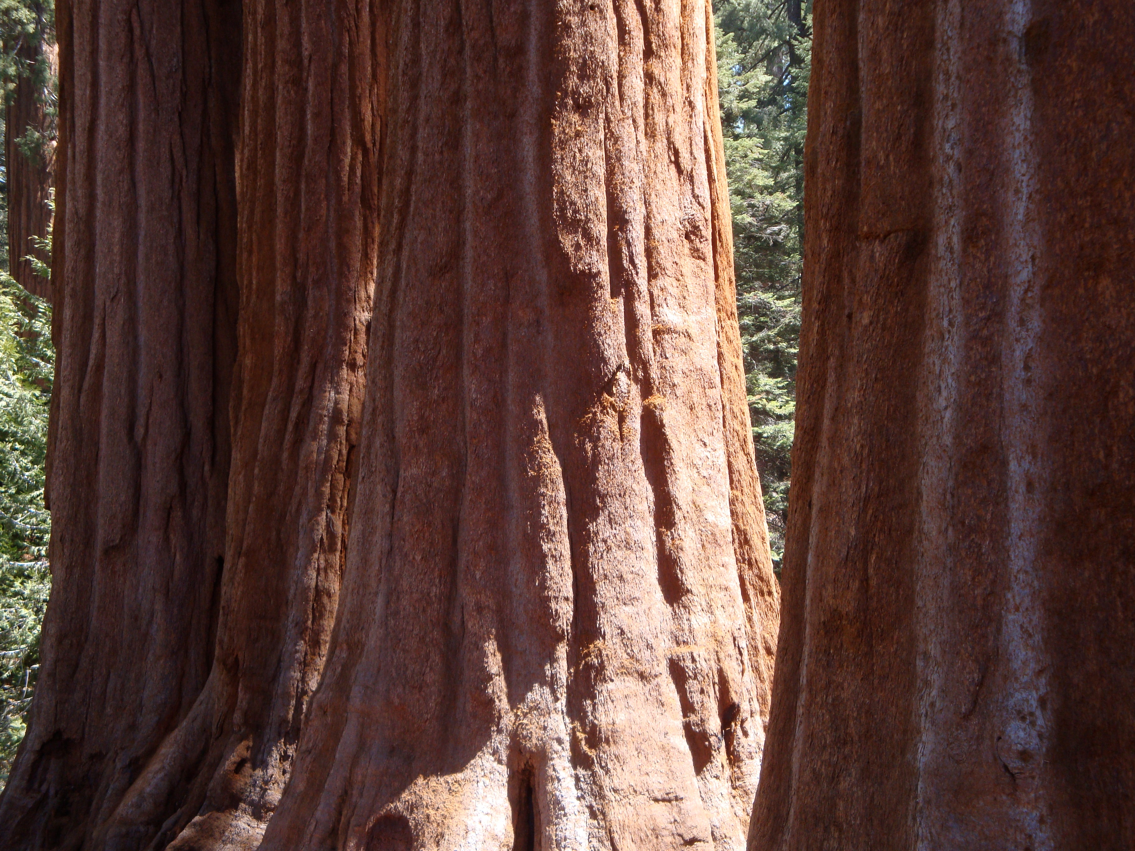 Giant Sequoia | Medium Tree Seedling | The Jonsteen Company