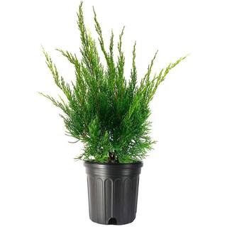 Online Orchards 1 Gal. Sea Green Juniper Shrub Fountain Shaped Foliage that Changes to a Darker Green in Winter CFJP001