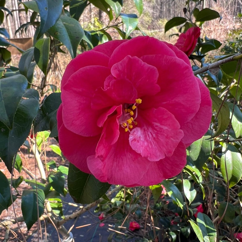 Camellia Christmas Beauty