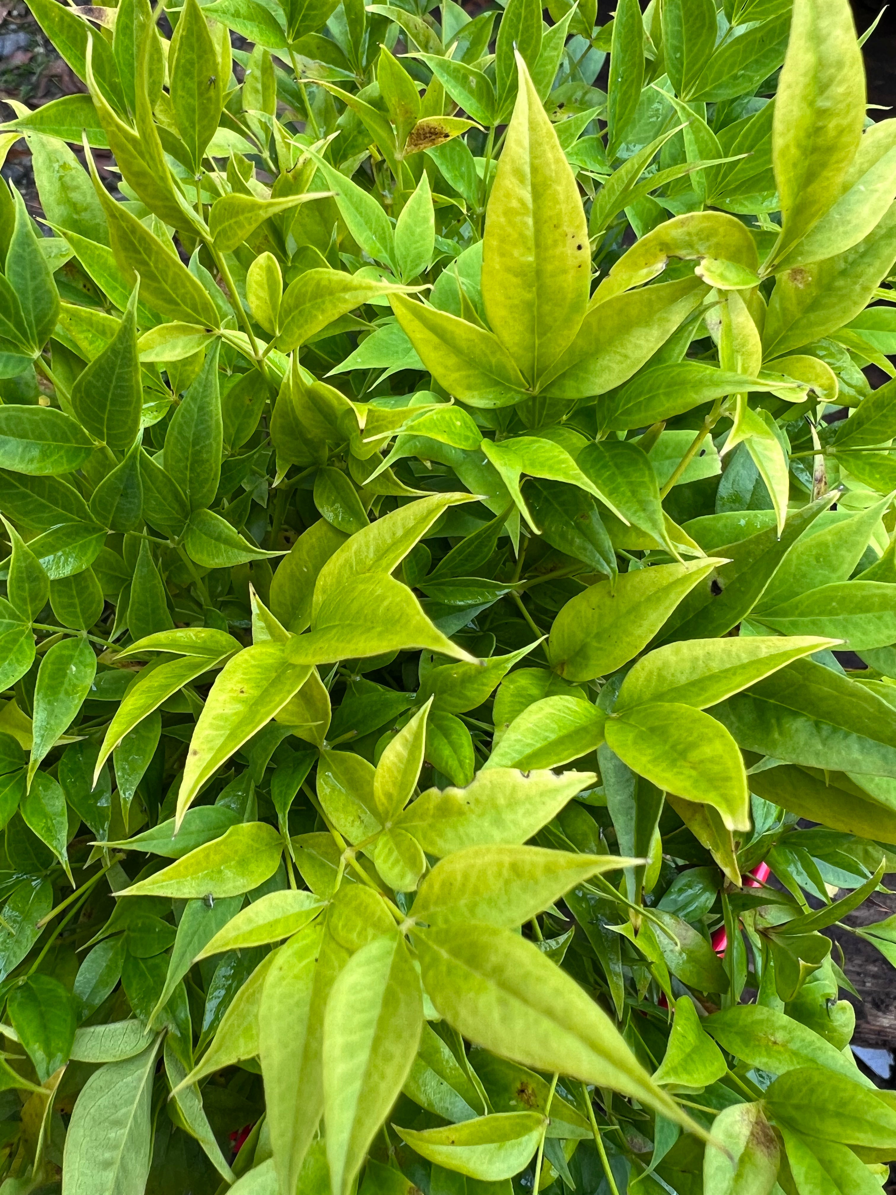 Nandina Domestica Alba 'Lemon Lime