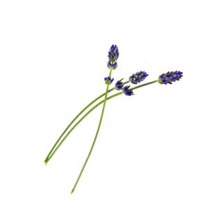 2.5 Qt. English Blue Perennial Lavender Angustifolia (2-Pack) 1083