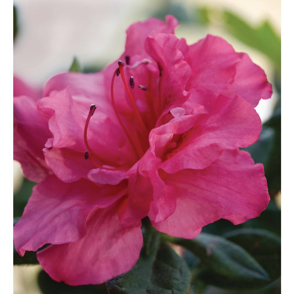 ENCORE AZALEA 3 Gal. Encore Autumn Rouge Azalea Shrub with Dark Pink Semi-Double Reblooming Flowers 10356