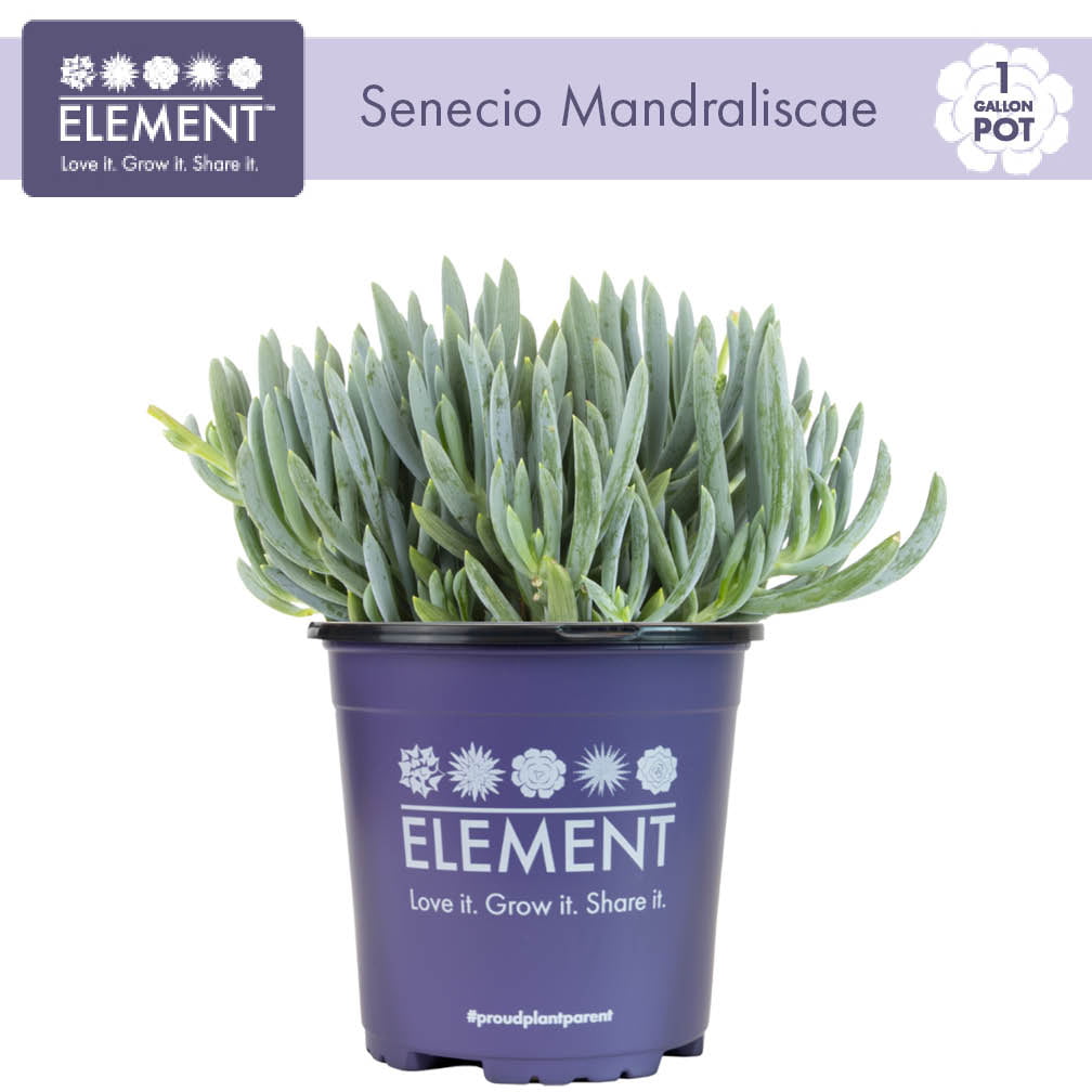 Element by Altman Plants 1Gal Blue Chalk Sticks Live Plants