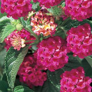 Vigoro 2 QT Lantana 'Athens Rose' Perennial Plant 1005991241