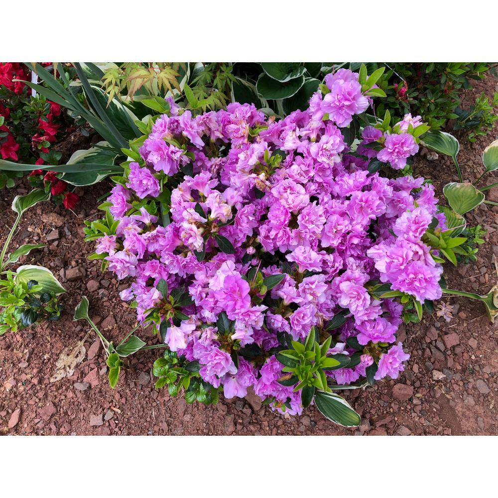 BELL NURSERY 1 Gal. Elsie Lee Azalea Live Shrub Lavender Flowers (3-Pack) AZLEA1LEE3PK