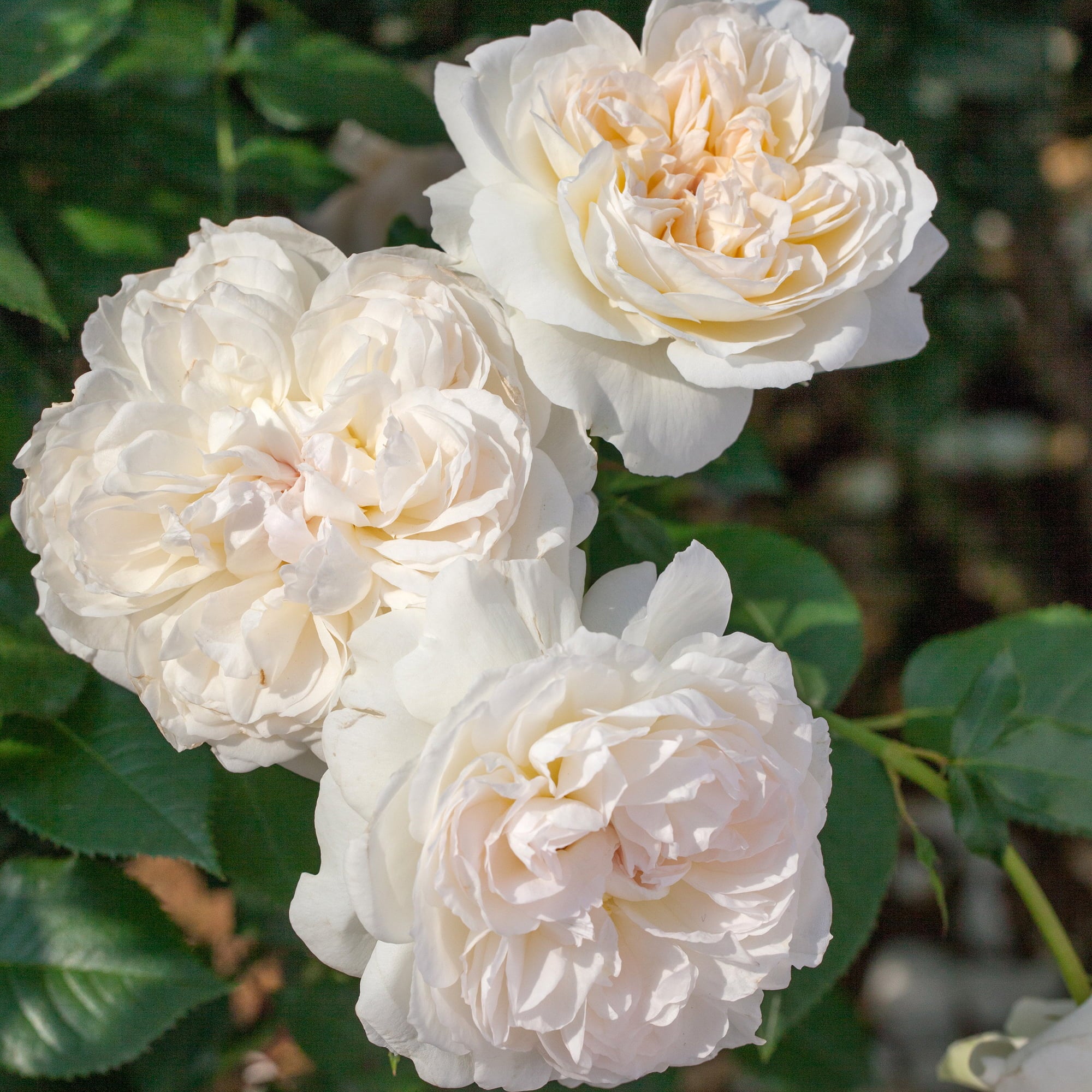 2g Bloomables Rose Bolero Live Shrub