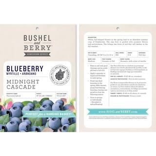 BUSHEL AND BERRY 10 in. Bushel and Berry Midnight Cascade Fruit Bearing Potted Blueberry Plant in Hanging Basket O8913H1